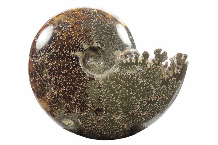 Polished Ammonite (Cleoniceras) Fossil - Madagascar #233487